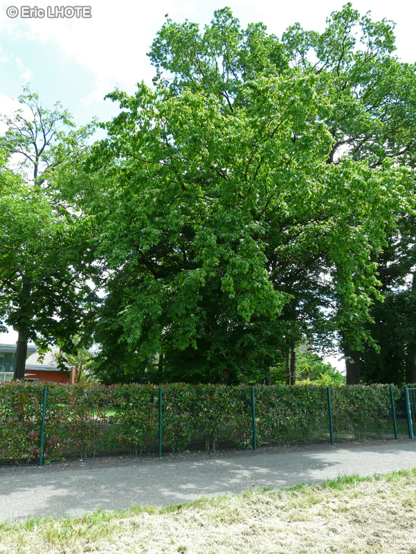  - Carpinus betulus - 