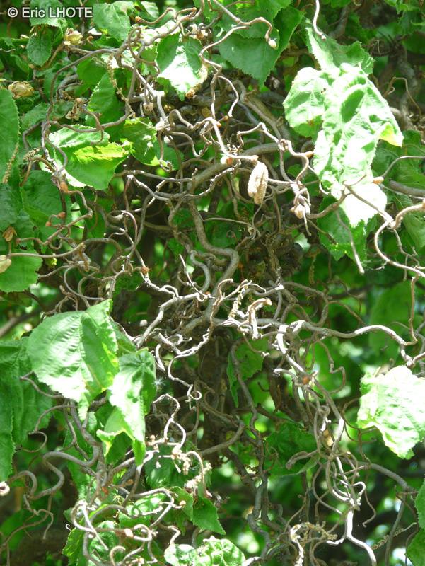  - Corylus avellana Contorta - 