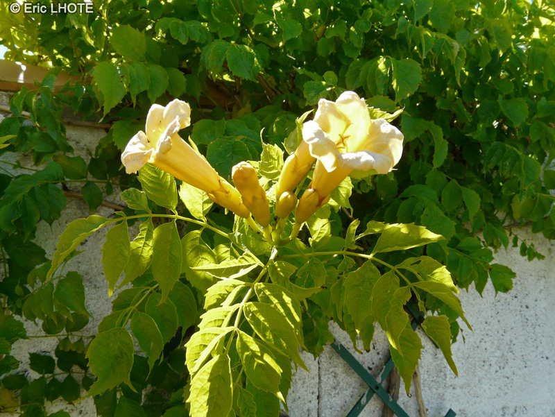 Bignoniaceae - Campsis radicans Flava - Bignone jaune, Jasmin de virginie, Jasmin trompette