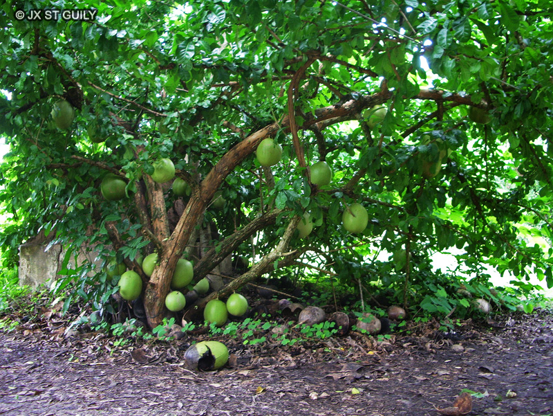Bignoniaceae - Crescentia cujete - Calebassier