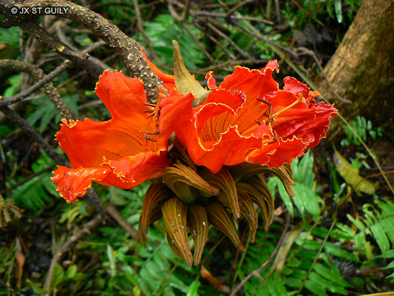 Bignoniaceae - Spathodea campanulata - Tulipier d’Afrique, Tulipier du Gabon, Flamme de la forêt