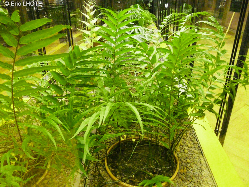 Blechnaceae - Stenochlaena palustris - Prong suan, Phak kuut daeng