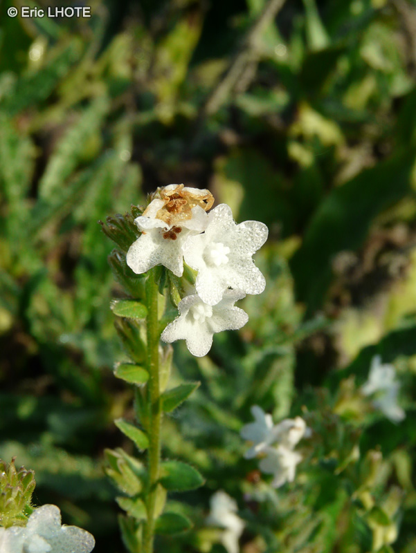 Boraginaceae - Anchusa arvensis ssp. arvensis - Buglosse des champs