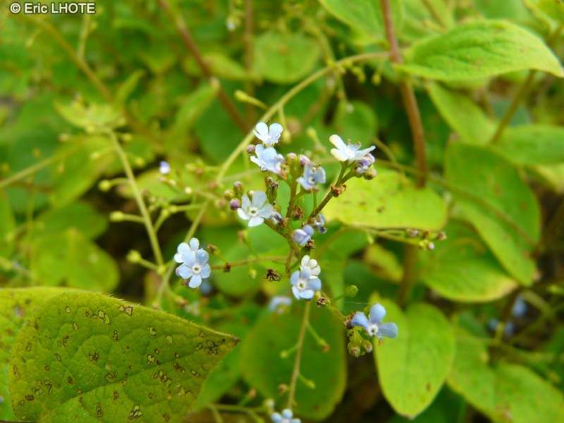 Boraginaceae - Brunnera macrophylla - Buglosse de Sibérie