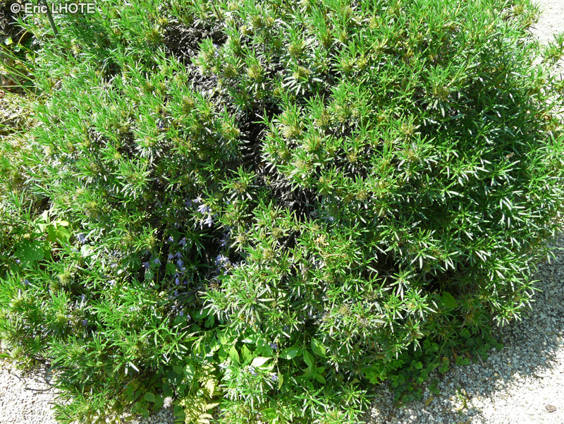 Boraginaceae - Lithodora zahnii - Lithodore