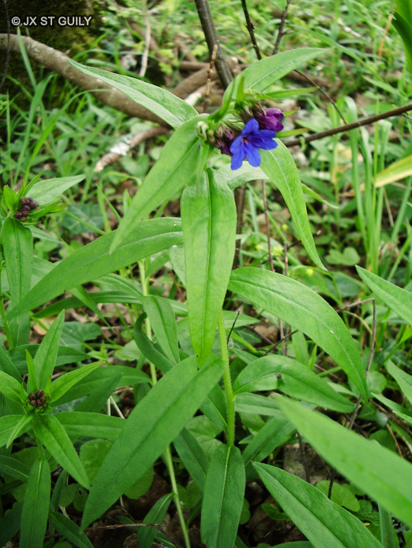 Boraginaceae - Lithospermum purpurocaeruleum - Grémil pourpre-bleu