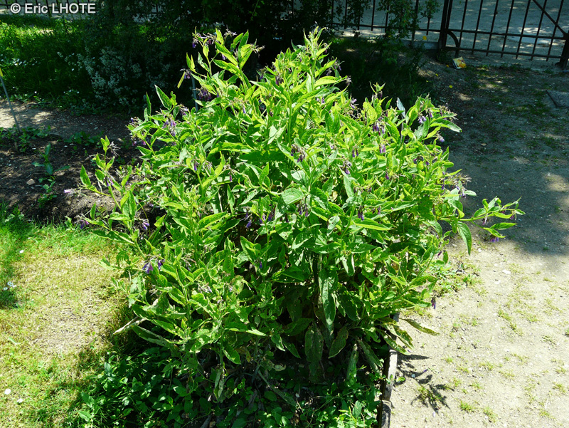 Boraginaceae - Symphytum asperum - Consoude rude, Consoude rugueuse, Consoude hérissée