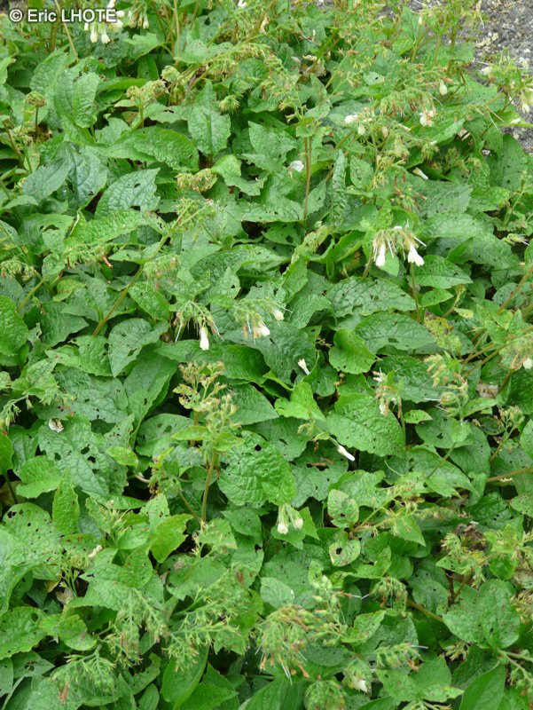 Boraginaceae - Symphytum tuberosum - Consoude du Caucase