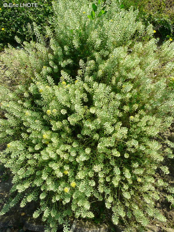 Brassicaceae - Alyssum montanum - Alysson des montagnes, Passerage des montagnes, Alysson de Bourgogne