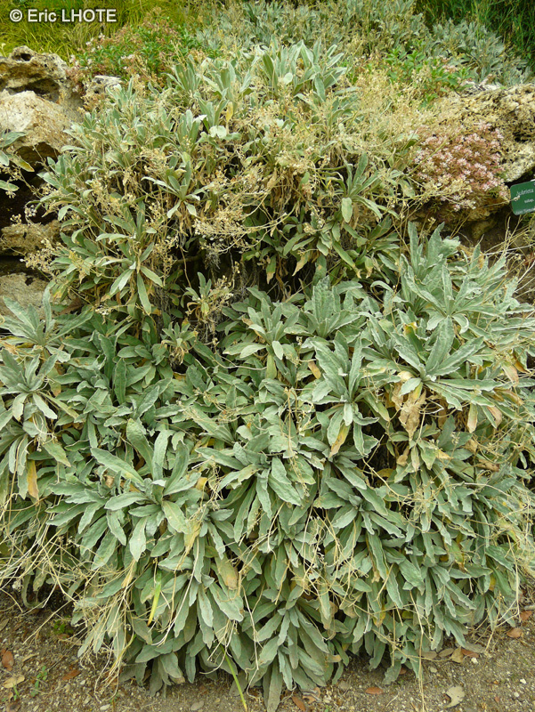 Brassicaceae - Aubrieta canescens ssp. macrostyla - Aubriète