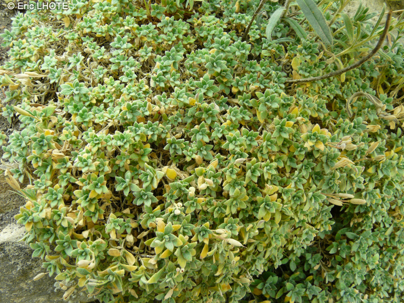 Brassicaceae - Aubrietia gracilis - Aubriète