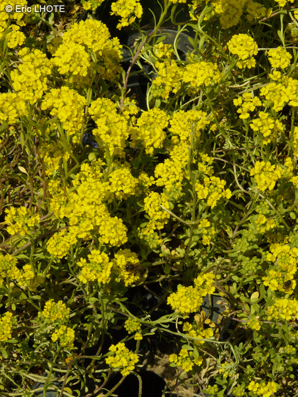 Brassicaceae - Aurinia saxatilis, Alyssum saxatile - Corbeille d’or