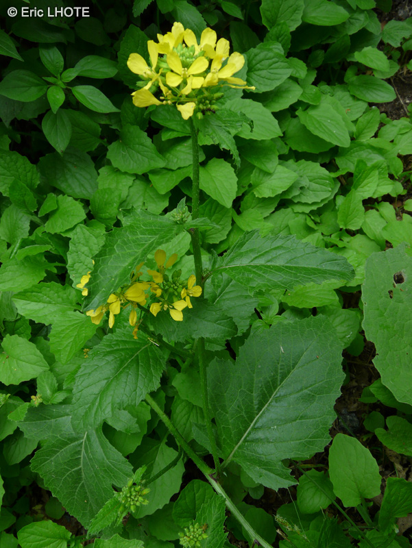 Brassicaceae - Brassica juncea - Moutarde sauvage
