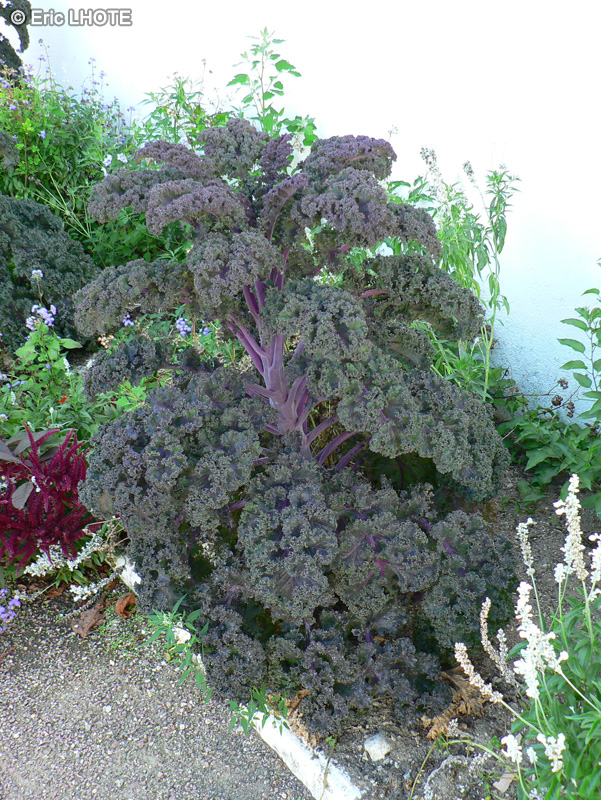 Brassicaceae - Brassica oleracea Redbor - Choux d’ornement Redbor