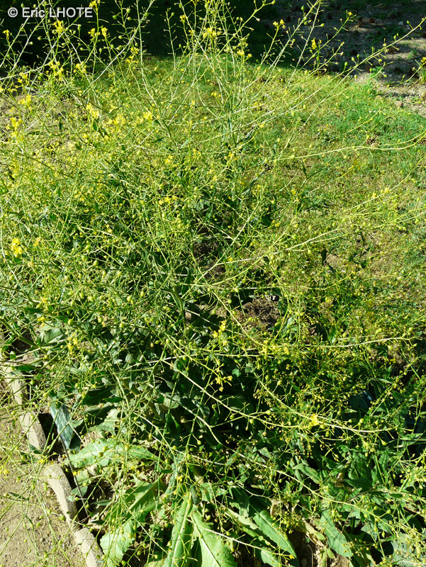 Brassicaceae - Bunias orientalis - Roquette d’orient