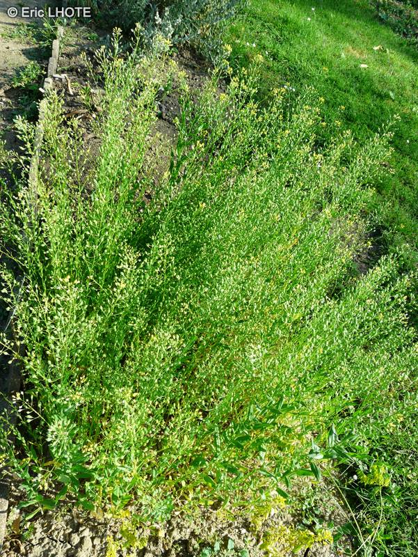 Brassicaceae - Camelina sativa - Cam&eacute;line cultiv&eacute;e, Lin b&acirc;tard, S&eacute;same d&rsquo;Allemagne