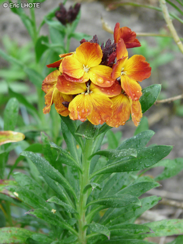  - Cheiranthus cheiri - 