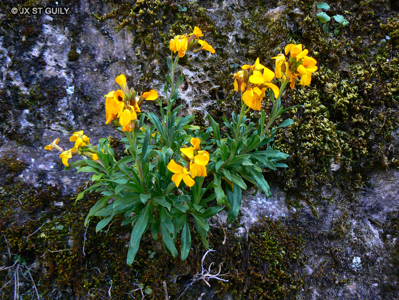  - Cheiranthus cheiri - 