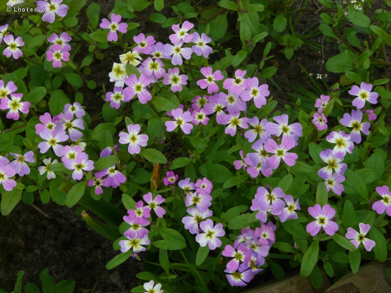  - Cheiranthus maritimus, Malcolmia maritima - 