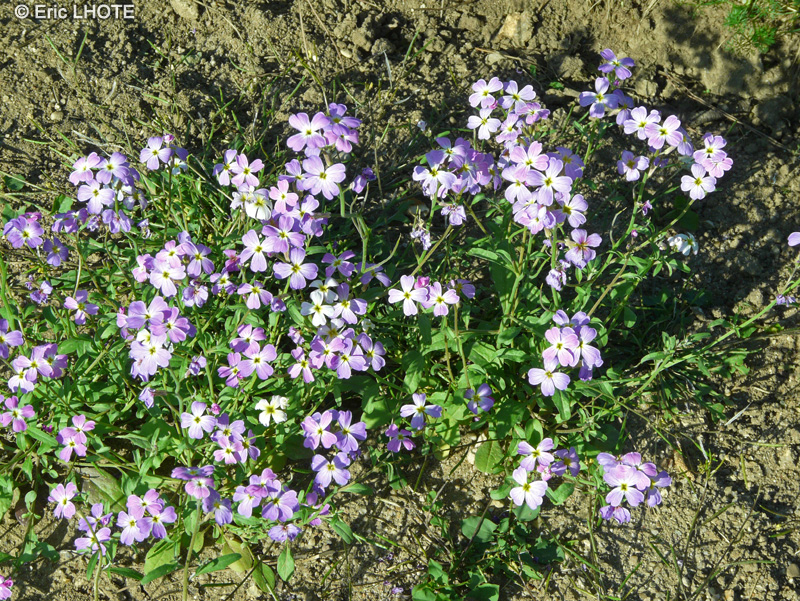 Brassicaceae - Cheiranthus maritimus, Malcolmia maritima - Julienne de Mahon, Girofl&eacute;e de Mahon, Julienne maritime