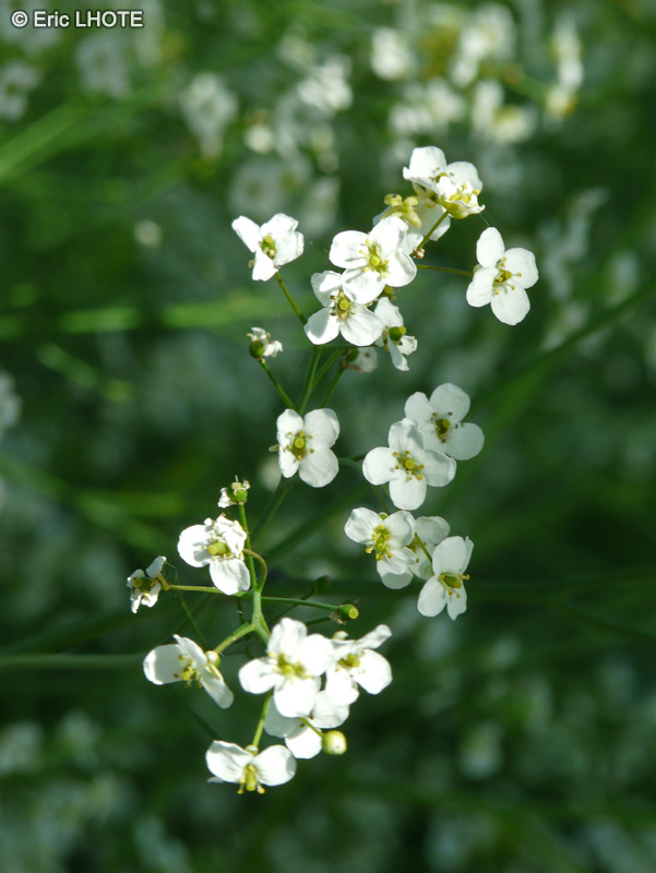  - Crambe cordifolia - 