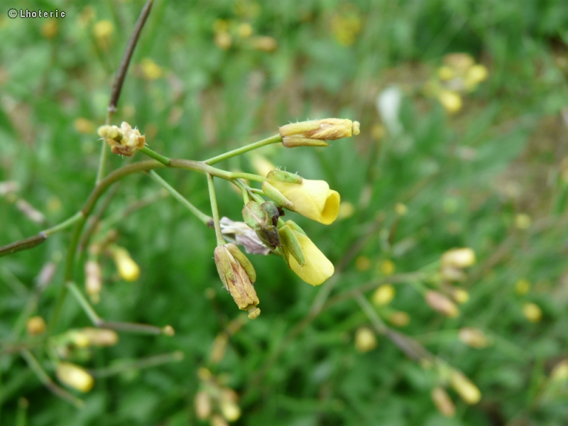  - Diplotaxis muralis - 