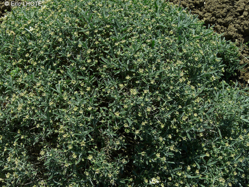 Brassicaceae - Hormathophylla spinosa - Alysson épineux