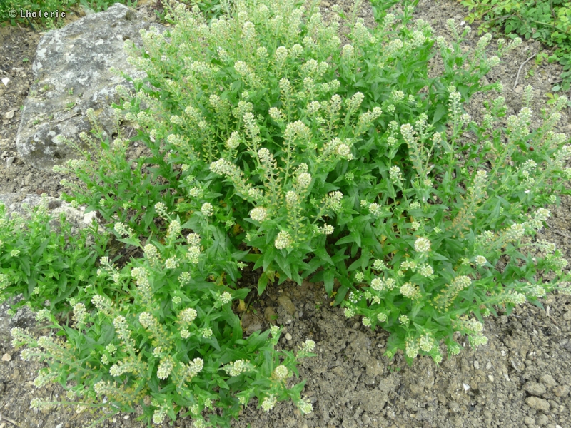 Brassicaceae - Lepidium campestre - Passerage champètre