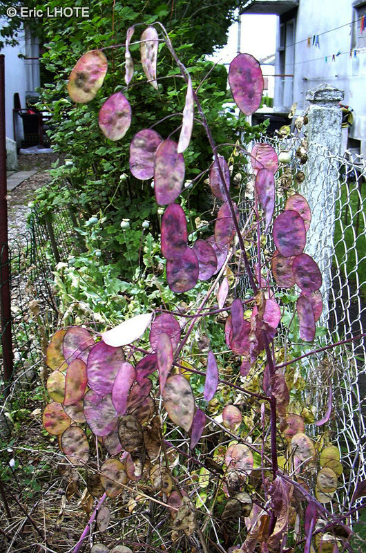  - Lunaria annua - 