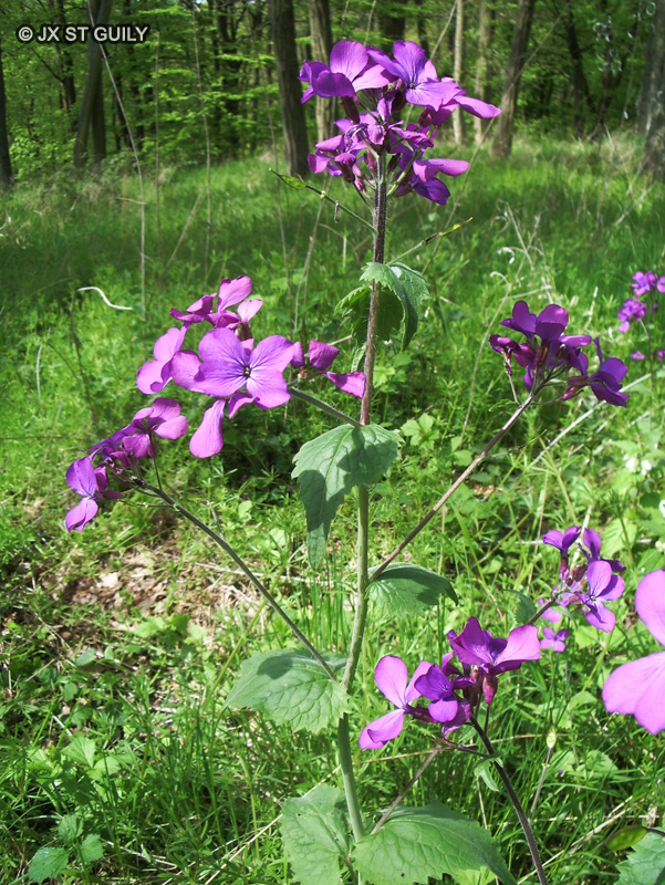  - Lunaria annua - 