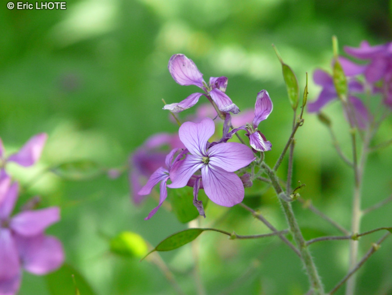  - Lunaria annua - 