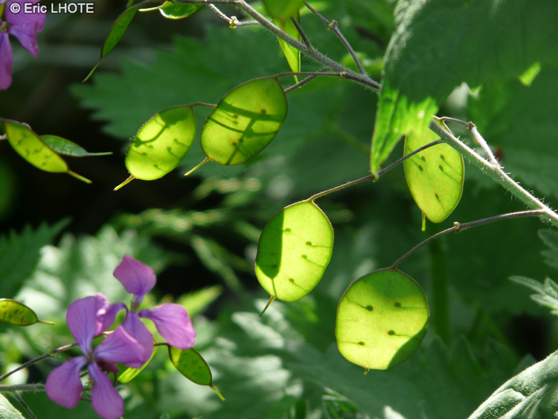  - Lunaria annua - 