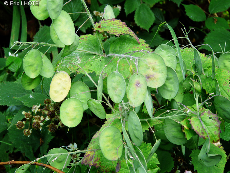 Brassicaceae - Lunaria annua - Monnaie du pape