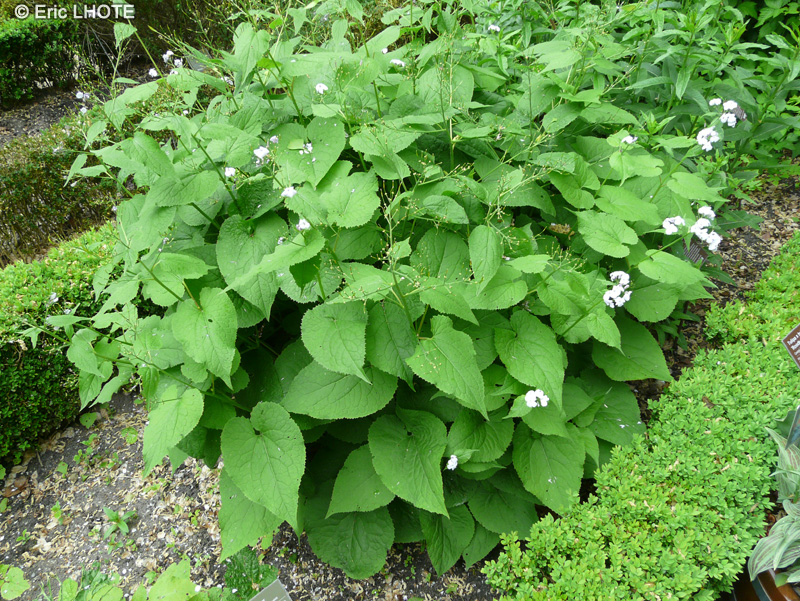 Brassicaceae - Lunaria redivida - Lunaire vivace, Monnaie du pape