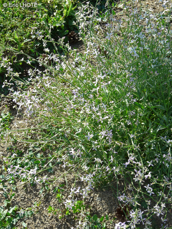 Brassicaceae - Matthiola longipetala, Matthiola livida, Matthiola bicornis - Giroflée odorante