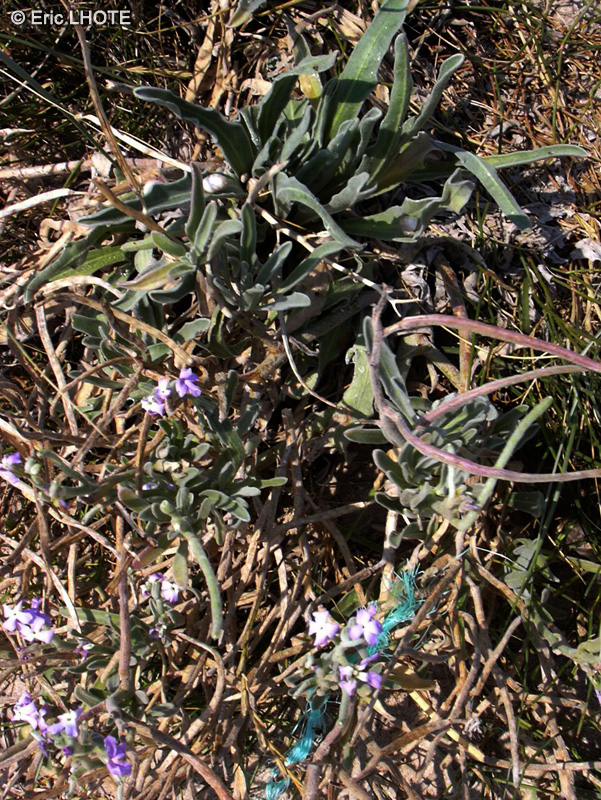Brassicaceae - Matthiola sinuata - Giroflée des dunes, Matthiole, Matthiole à feuilles sinuées