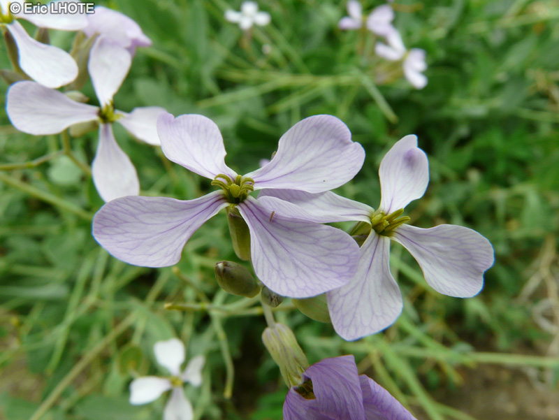  - Moricandia arvensis - 