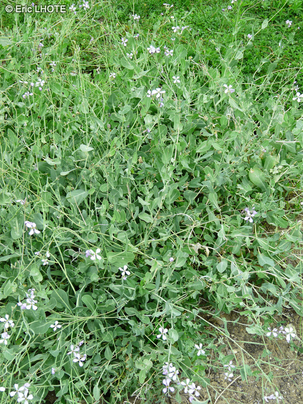  - Moricandia arvensis - 