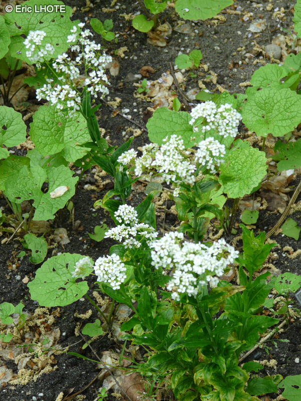Brassicaceae - Peltaria alliacea - Peltaire alliac&eacute;e