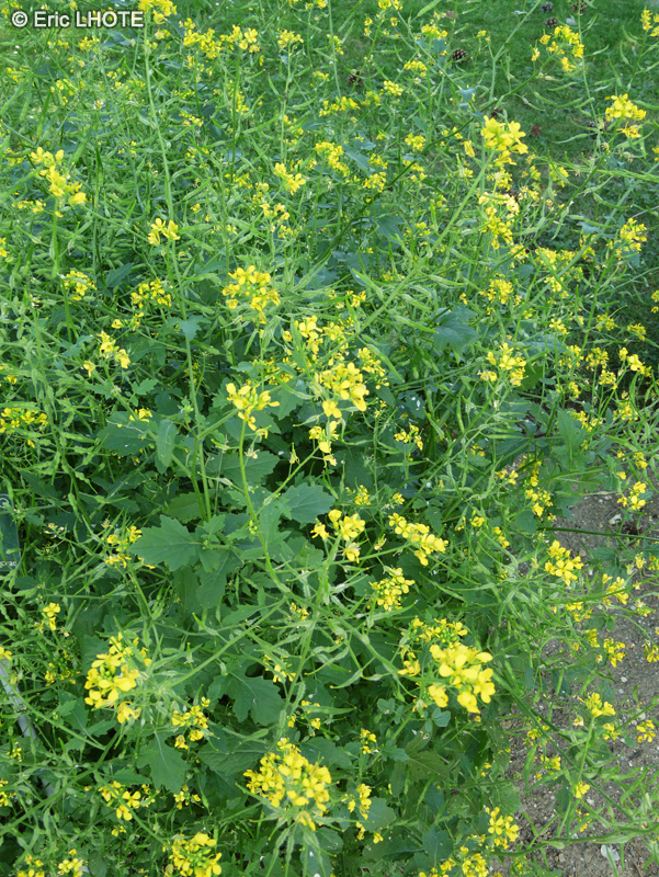 Brassicaceae - Sinapsis alba - Moutarde blanche, Sénevé, Sanve