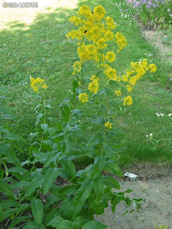 Brassicaceae - Sisymbrium strictissimum - Vélar raide, Sisymbre raide
