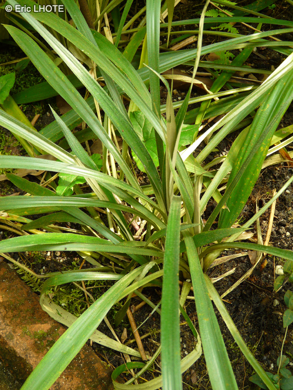 Bromeliaceae - Fosterella albicans - Fosterella albicans