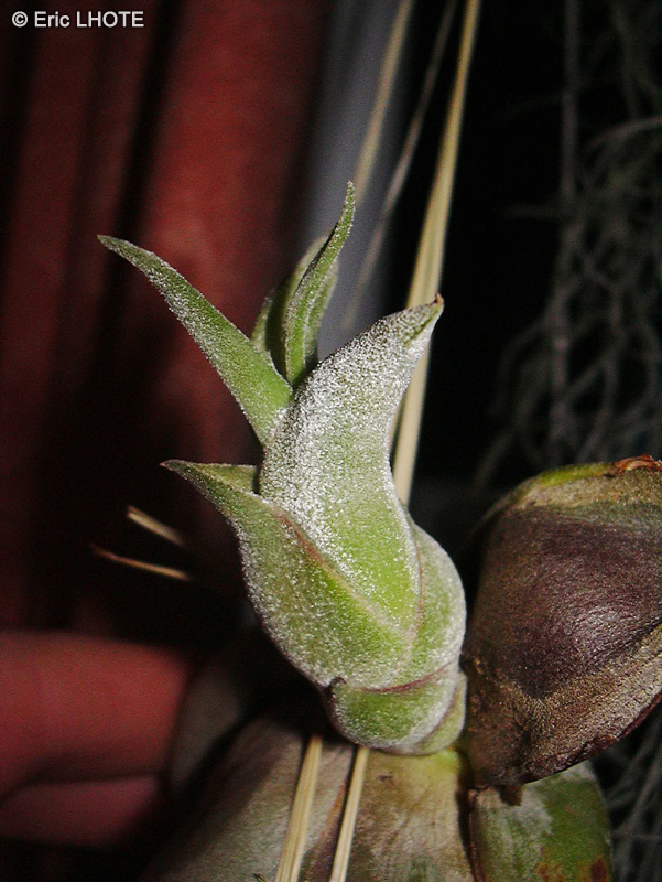 Bromeliaceae - Tillandsia caput medusae - Filles de l’air