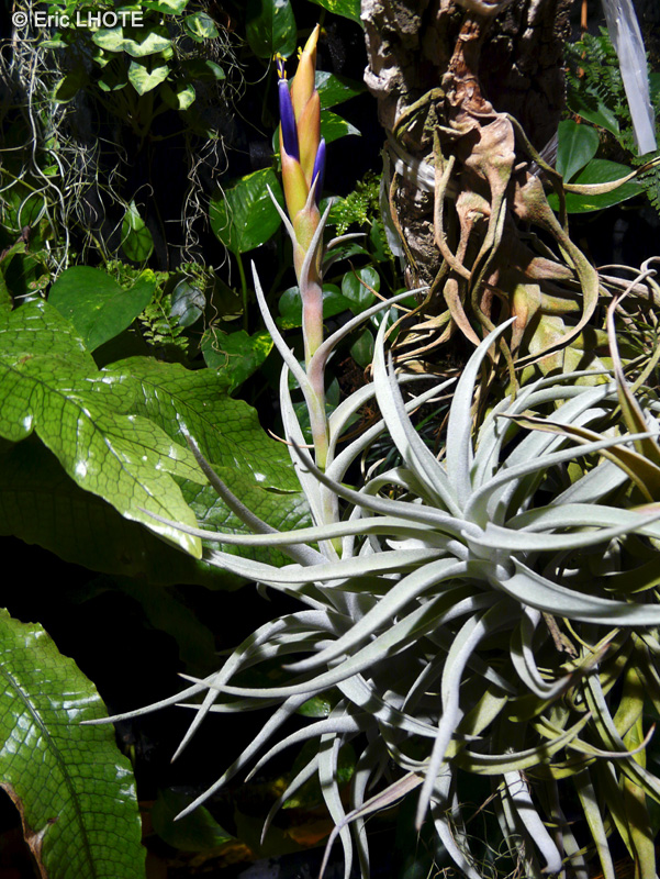 Bromeliaceae - Tillandsia harrisii - Filles de l’air