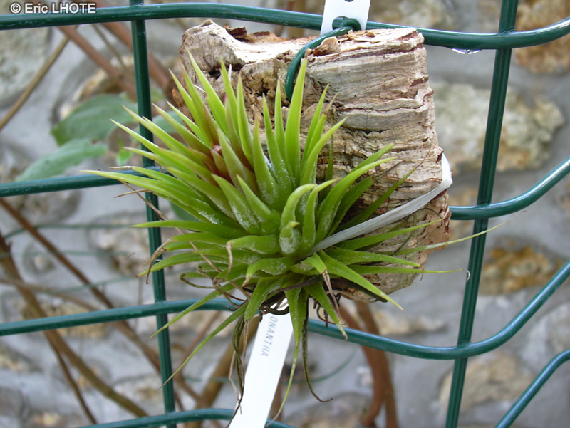 Bromeliaceae - Tillandsia ionantha - Filles de l’air