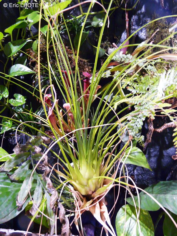 Bromeliaceae - Tillandsia punctulata - Filles de l’air
