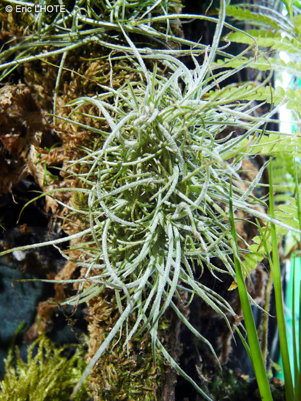 Bromeliaceae - Tillandsia recurvata - Filles de l’air