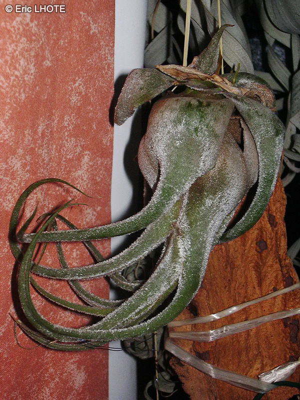 Bromeliaceae - Tillandsia seleriana - Filles de l’air