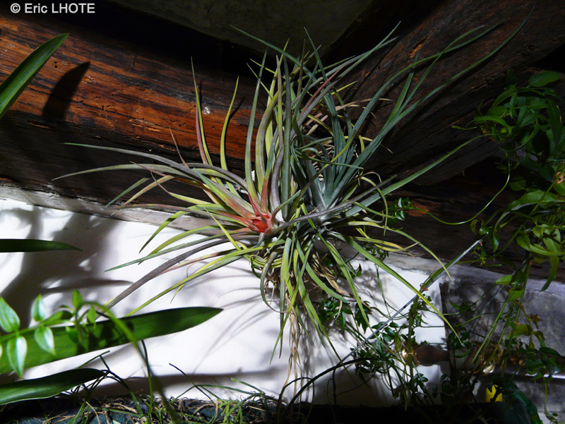  - Tillandsia velutina - 