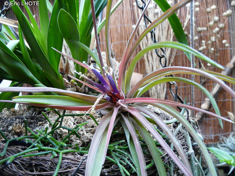 Bromeliaceae - Tillandsia velutina - Filles de l’air
